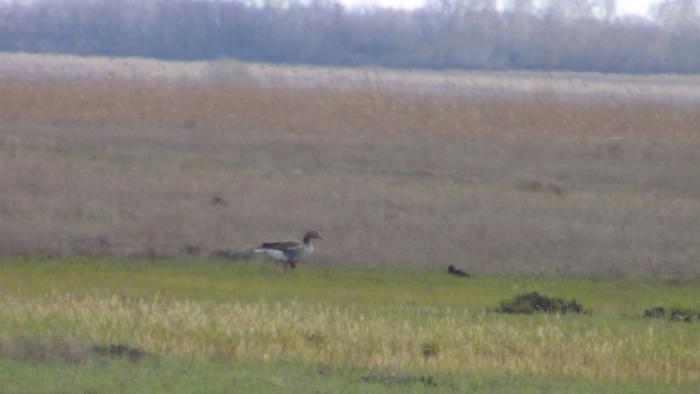 гусь! 