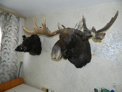 Лось, рога съёмные.