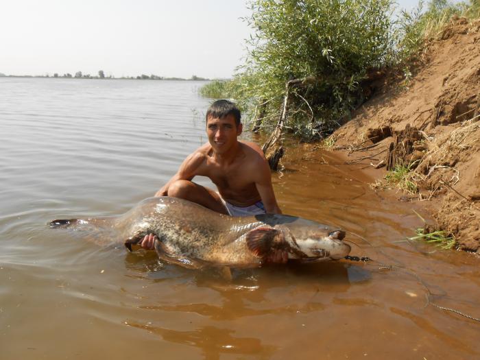 Охота на сомов 14.06.2013г.