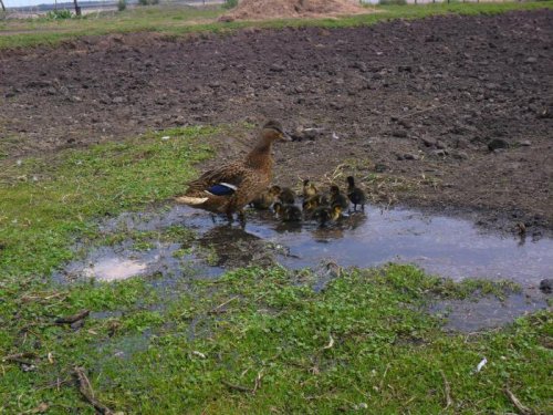 Первые шаги и первые водные процедуры...