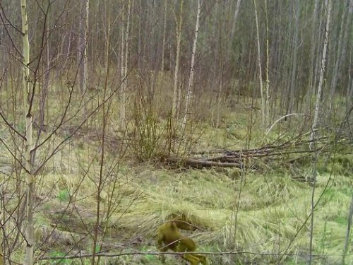 Лосёнок