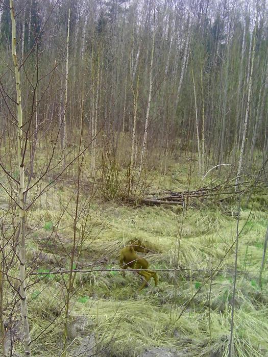 Лосёнок