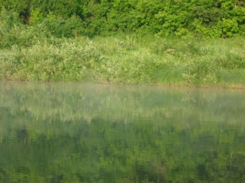 Инюшка ноне широкая, но мож кто разглядит Маму утку с большенькими утятами,,,)))
