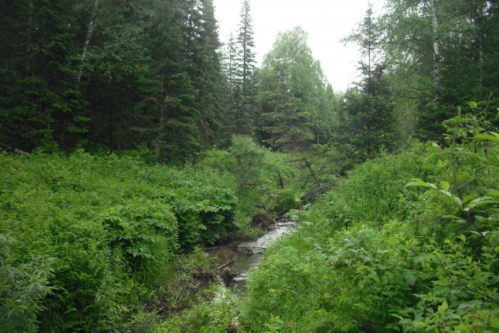 Летом в тайге