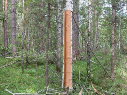 Деготь березовый и осиновый.