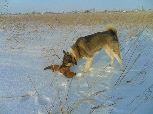 Не ушел вредитель!