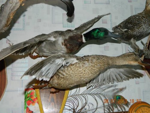 красавцы крякаши