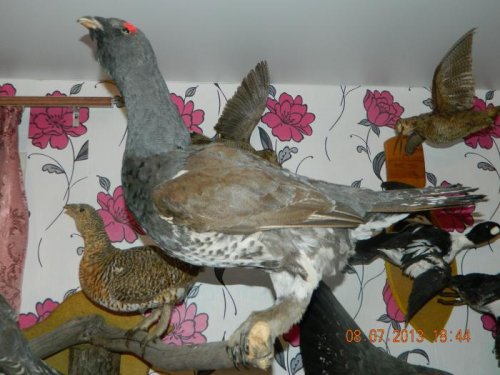 Глухари.