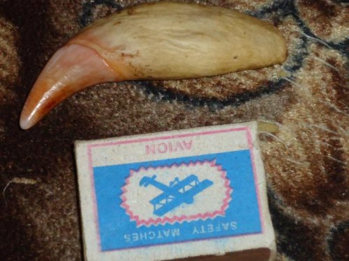 Зубик.