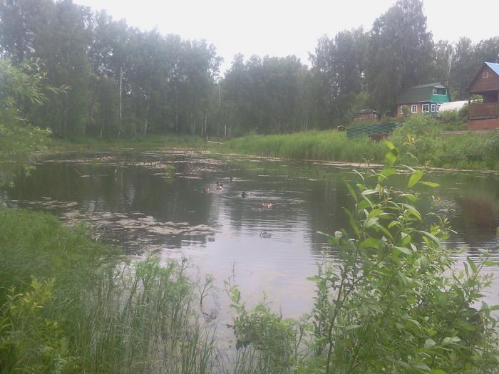 уточки