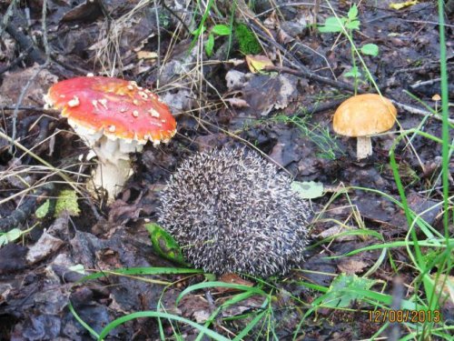 mushroom picker golyutsagenshik)))