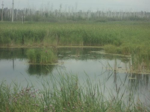 уточки