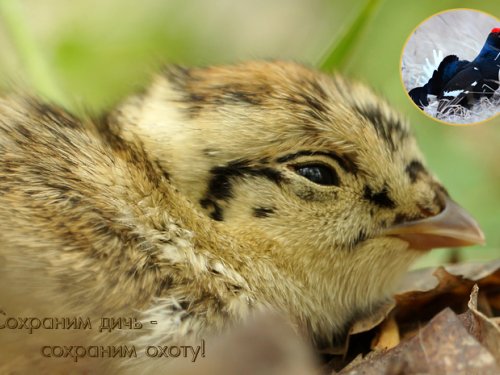 Затеси