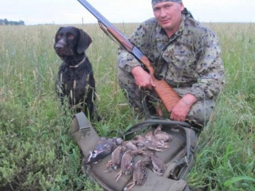 Перепелиный фарт