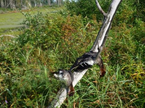 Трофеи утренней зори.