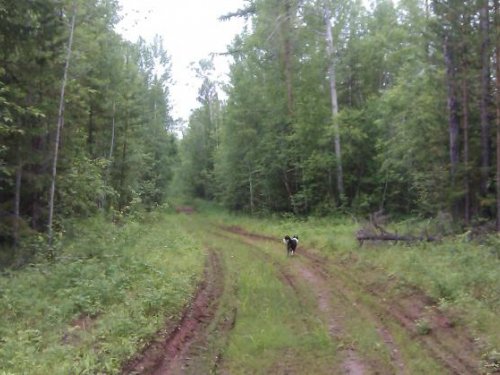 корпуха