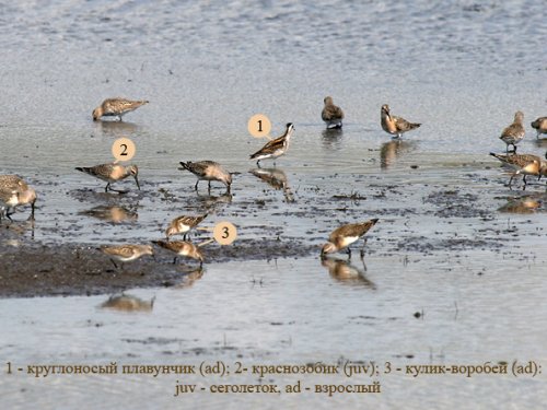Такие одинаковые и такие разные (1)