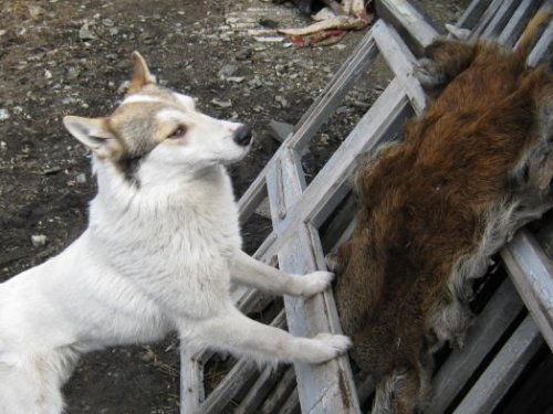 Любуется остатком трофея)