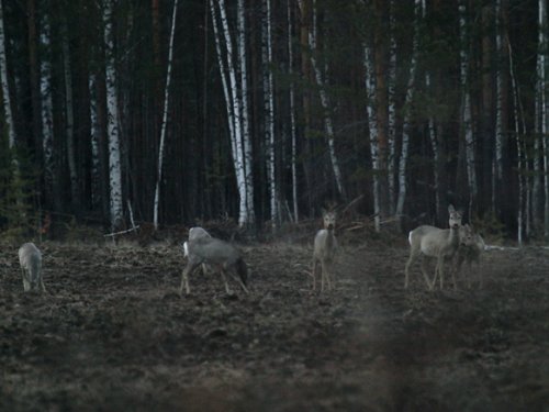 В сумерках у кромки леса