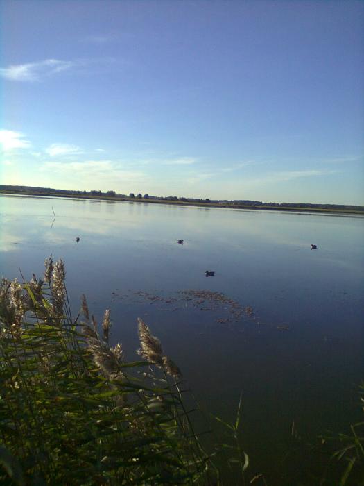 с чучелами