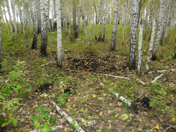 косолапый обжился