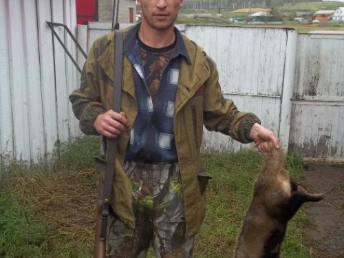 поймали барсука 2013