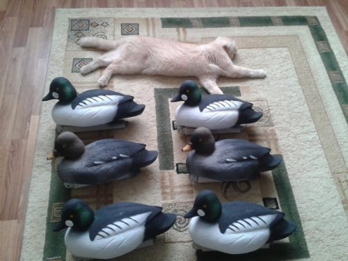Мы с котом к Северной готовы!!!!