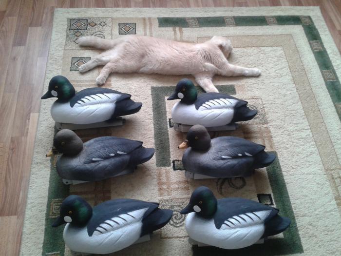 Мы с котом к Северной готовы!!!!