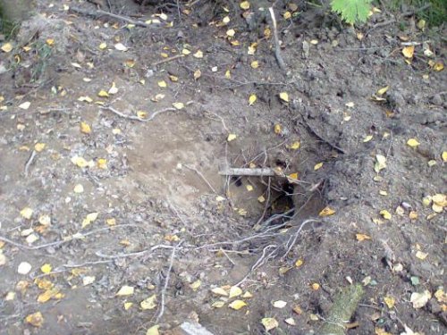 Медведь барсучьи норы рыл.