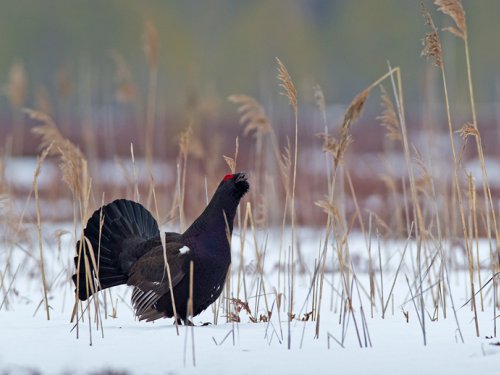 Межняк (Tetrao medius)