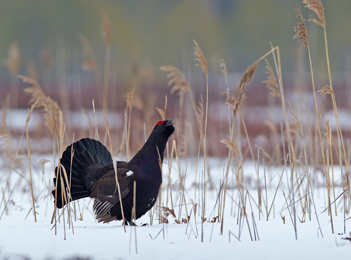 Межняк (Tetrao medius)