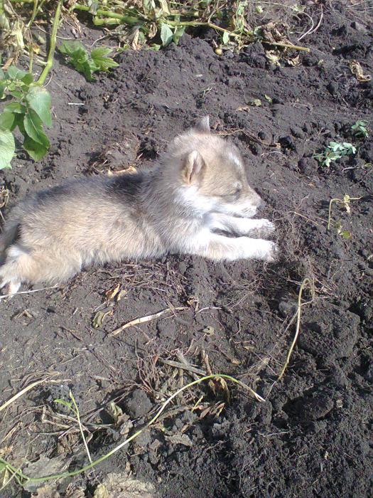 Мой будущий напарник Амур