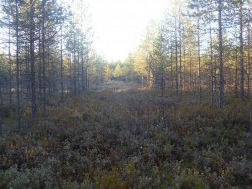 Руками природы