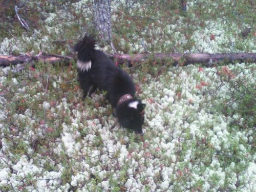 Лучший друг