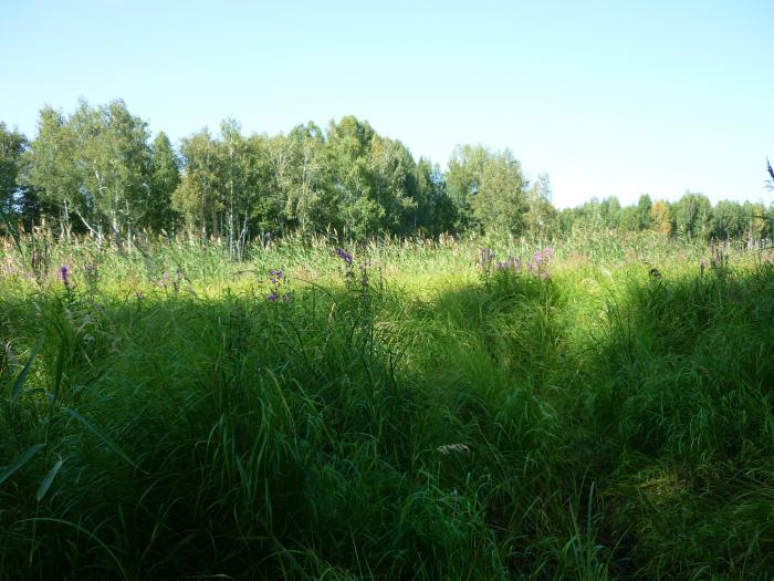 Во травищи ныньче нарасло...