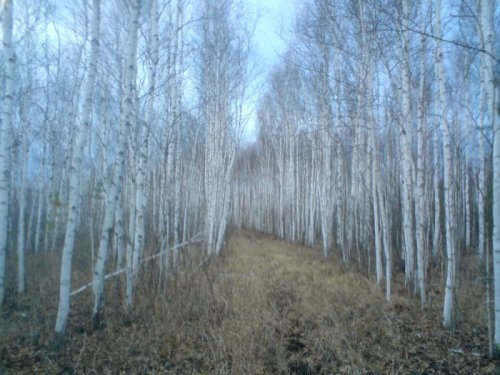 Воскресный денек