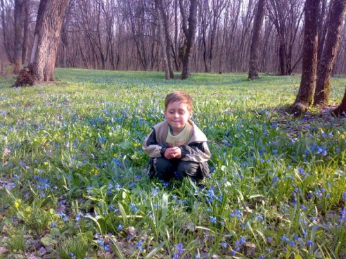 Весенний лес.