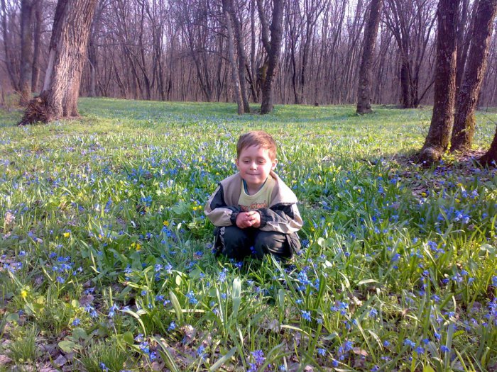 Весенний лес.