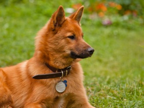 Дарсан