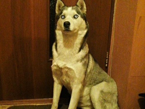 ездовая собака