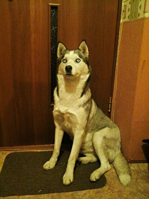 ездовая собака