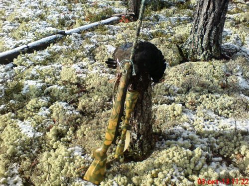 С первым снегом,тайга!