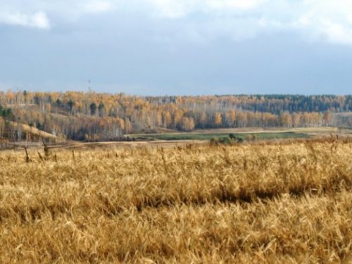 А где таам, да с косачами роща..