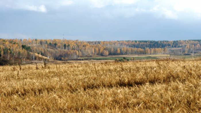 А где таам, да с косачами роща..