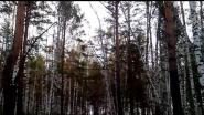 Доверчивый глухарь.