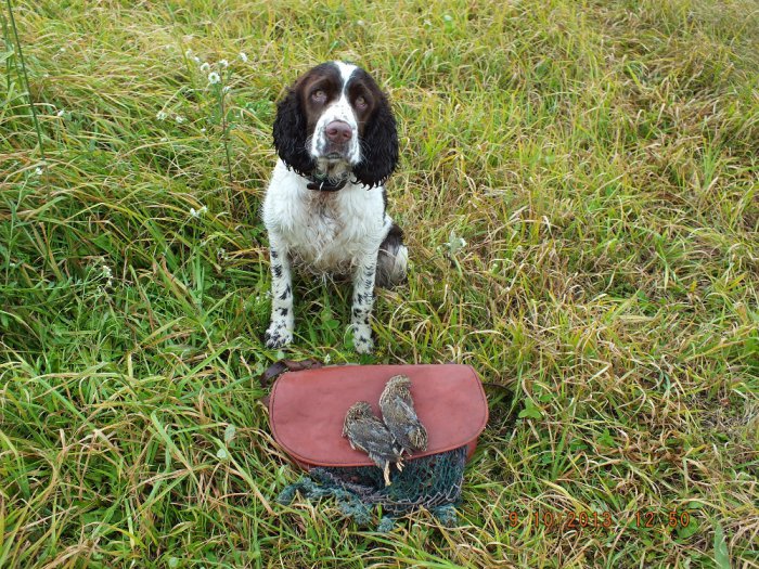 Тори