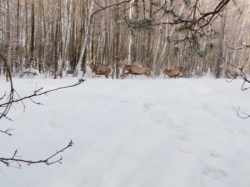 С загона.