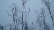 Установка чучелов тетерева на деревья