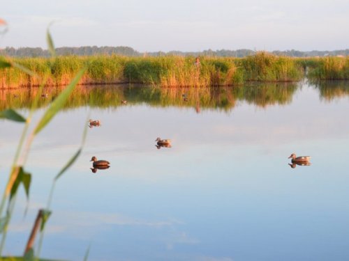 Охота в Краснозерском!