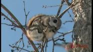 Завтрак летяги/Breakfast of the Flying Squirrel